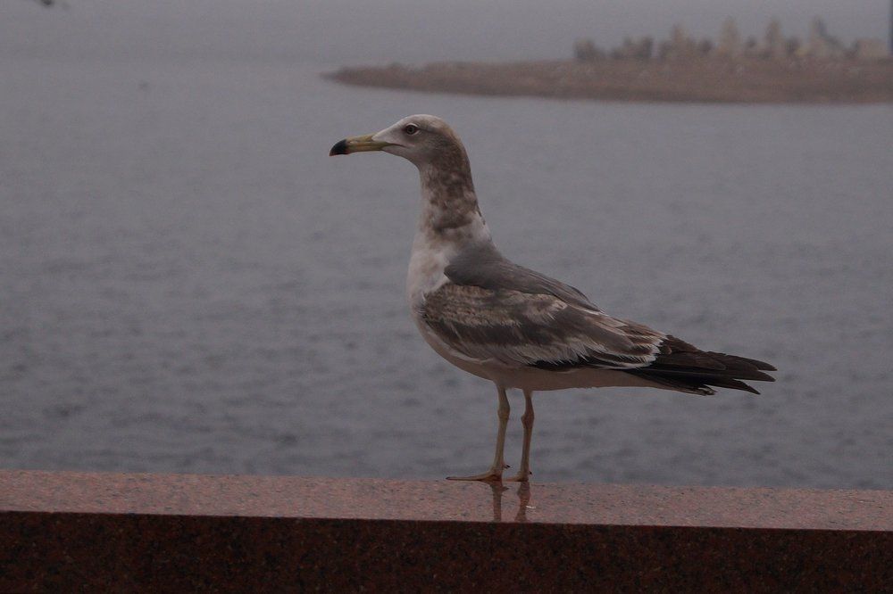 Чайка