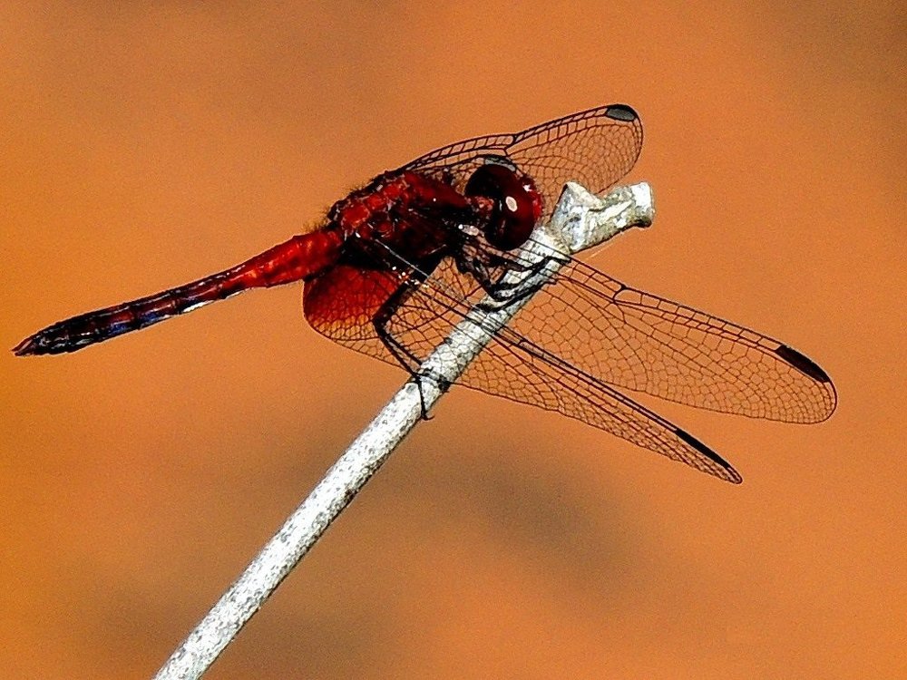 Dragon fly red