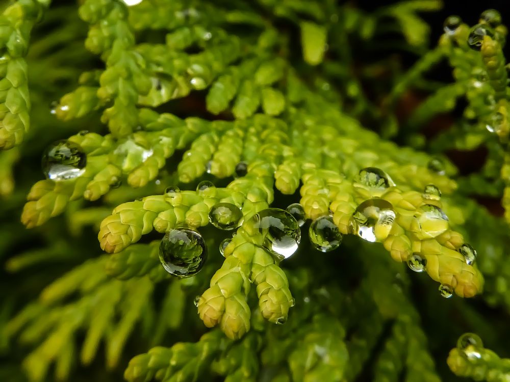 После дождя.