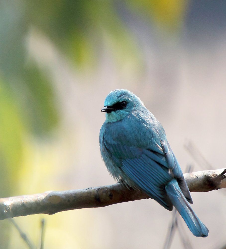 Verditor Flycatcher