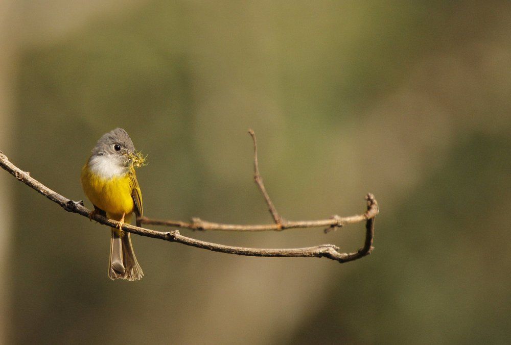 canary flycatcher