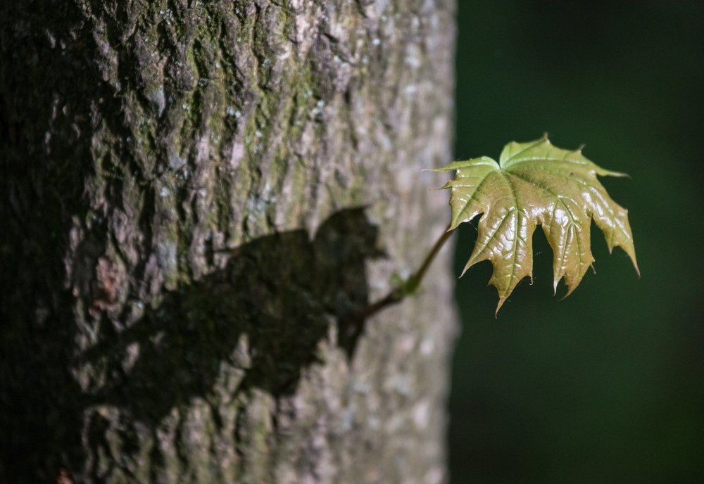 piece of nature