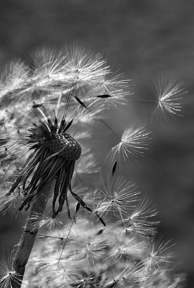 дуновение...