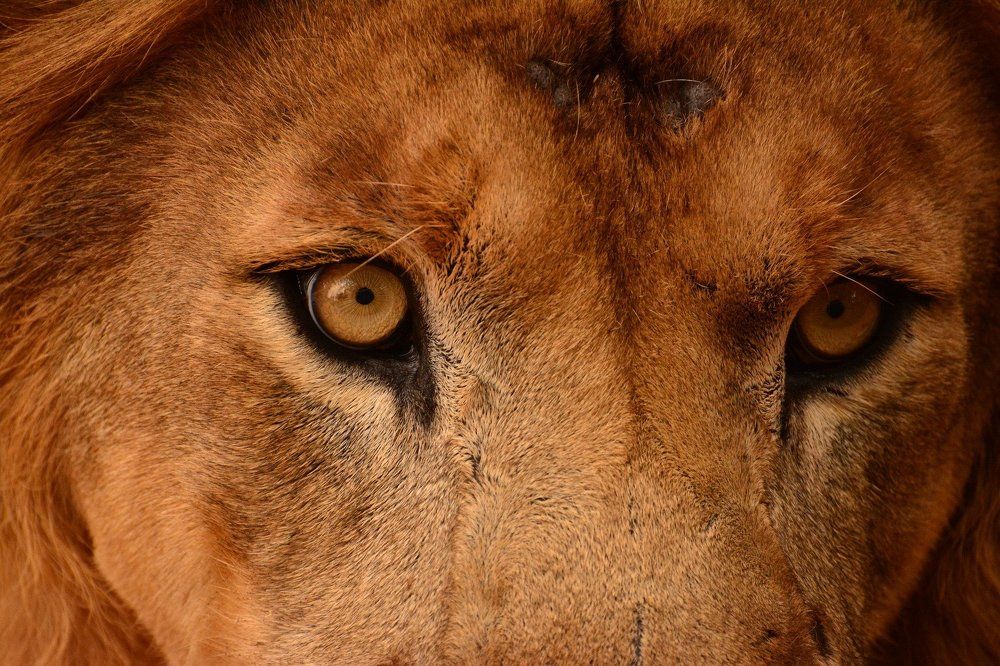 Through the eyes of a Lion