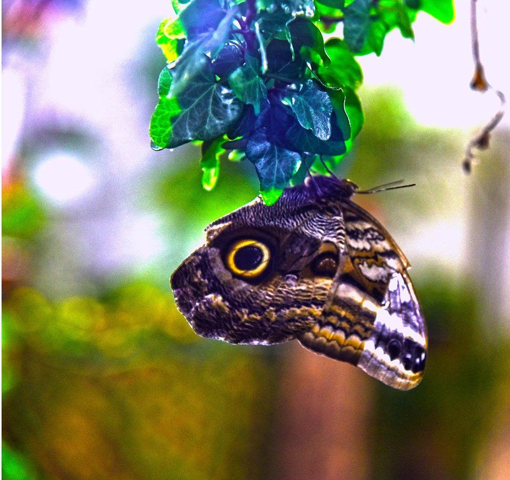 Butterfly