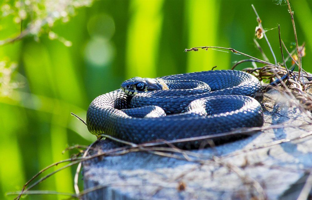 Змеинное сердечко