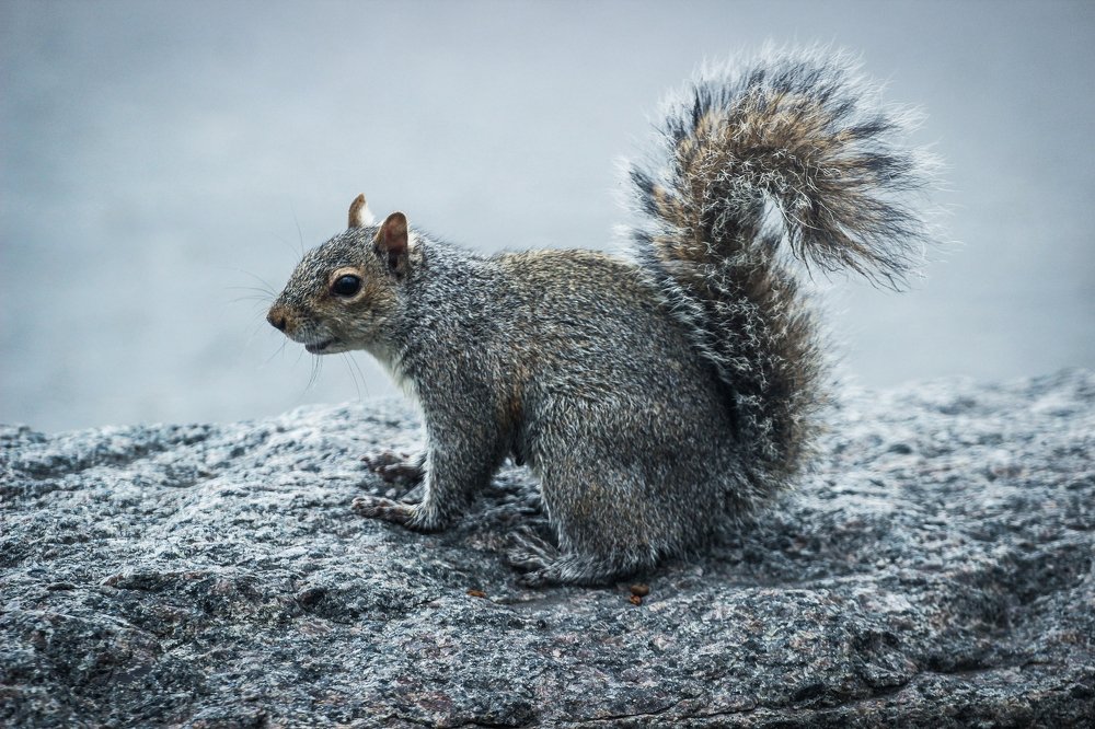 Белка в Бостоне