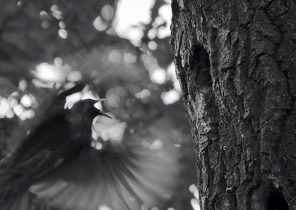 Без меня носа не показывать!