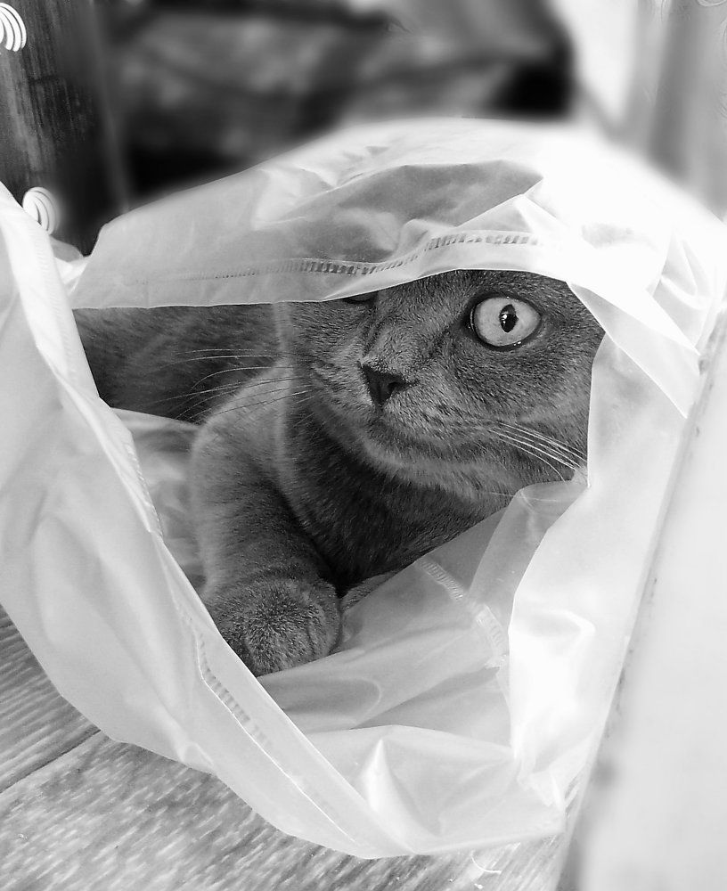 Любимые пакетики,,,