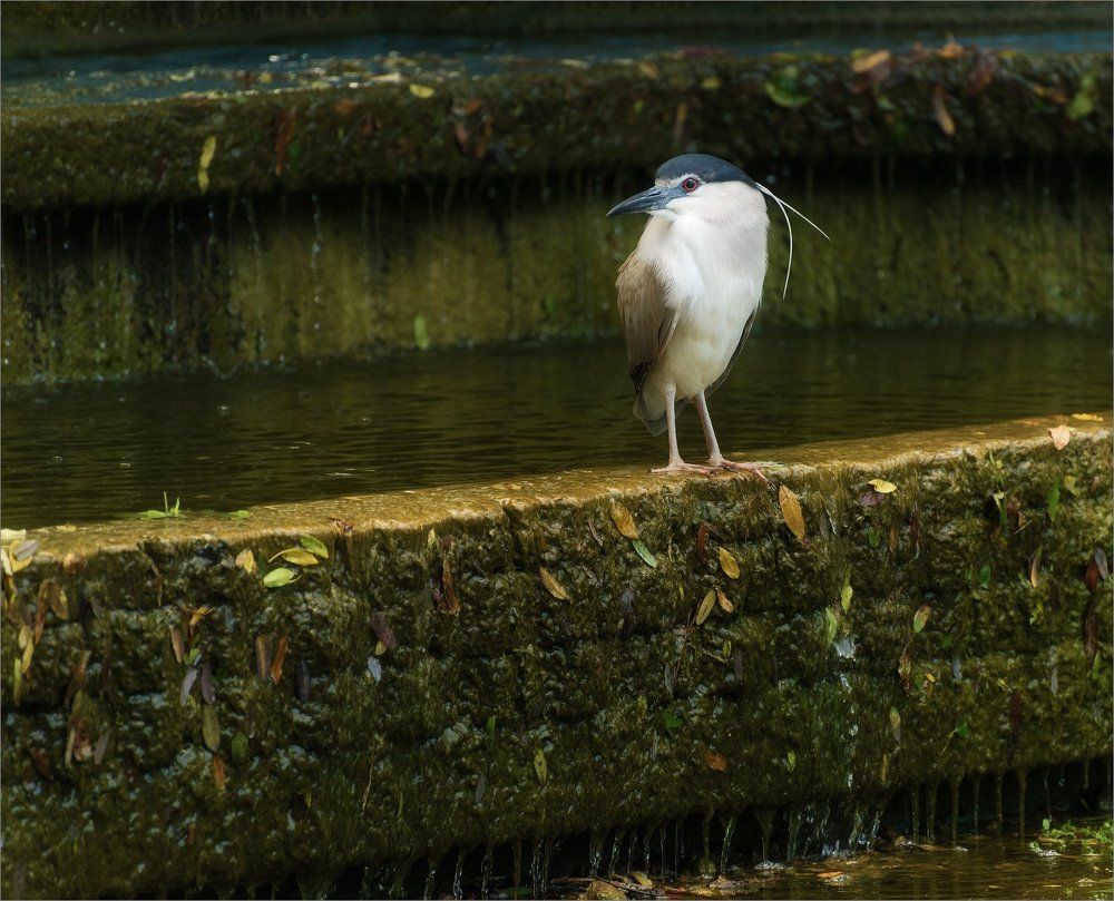 Кваква обыкновенная