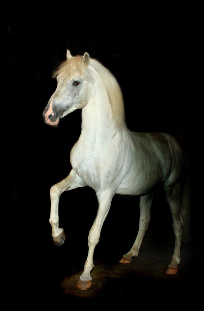 Последний орловский уходящий