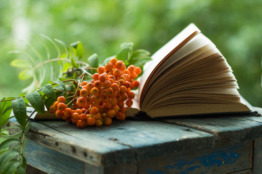 рябиновый роман