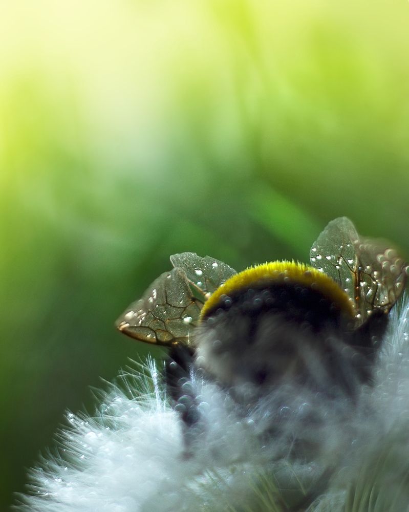 Пробуждение