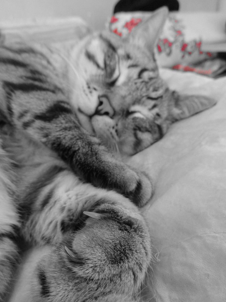 Кошачий сон