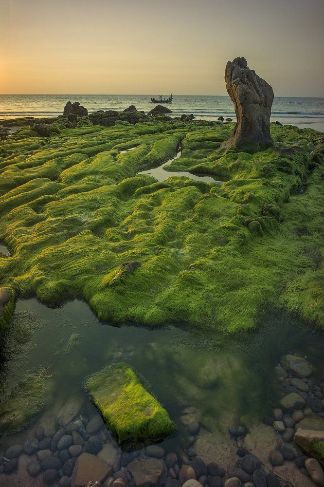 Morning on the green moss