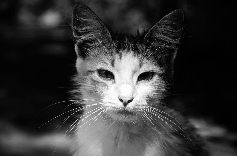 Котик на Кубани