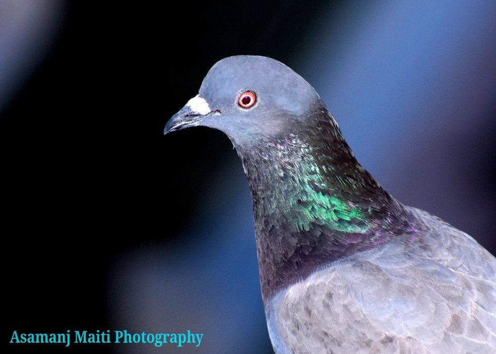 Beauty of Pigeon