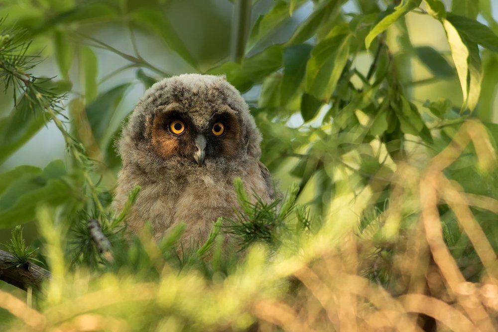 Long-eared Owl