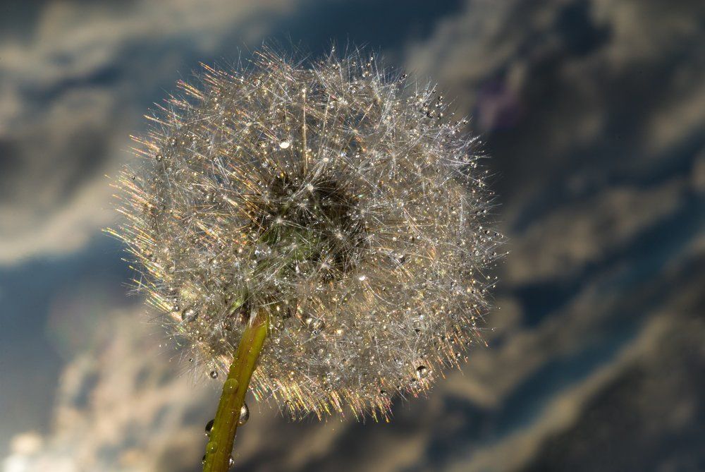 Одуванчик придорожный был как солнце золотым