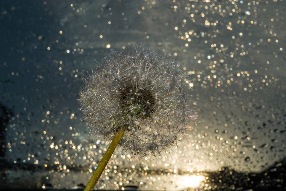 Одуванчик-недотрога