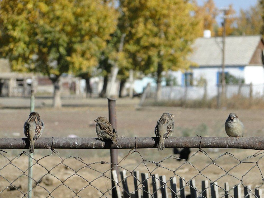 Воробушки юг, север, восток и запад