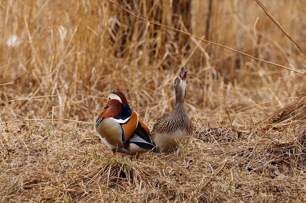 Серенада для селезня