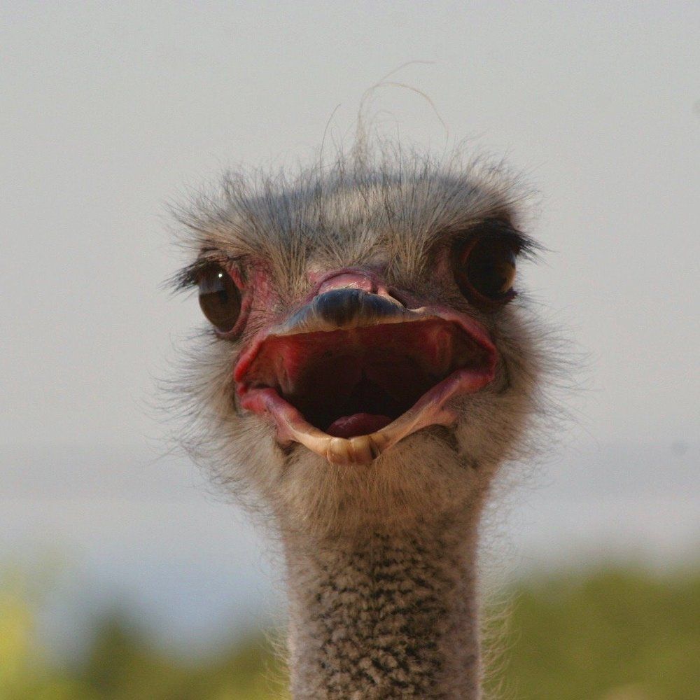 Ostrich