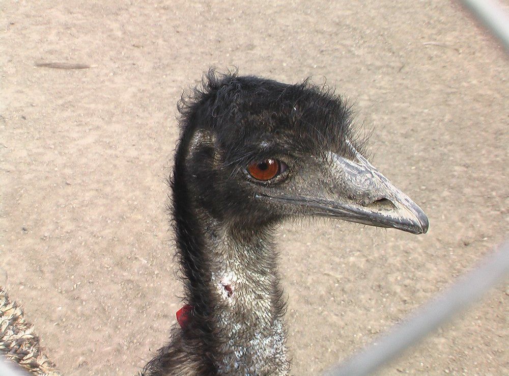 грусть - тоска меня съедает