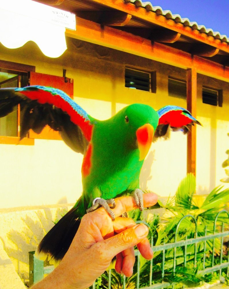 green parrot