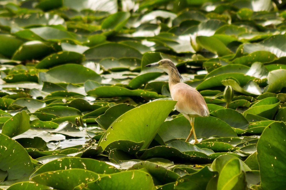 Elegance in the Delta
