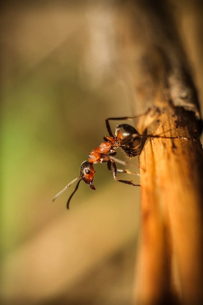 В поиске пищи.