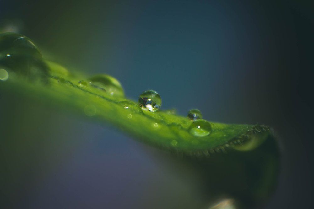 Капелька росы.