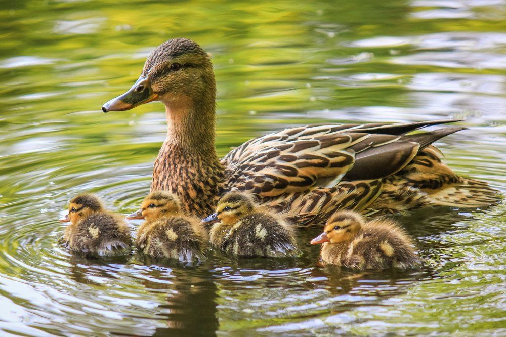 Семейка уточек