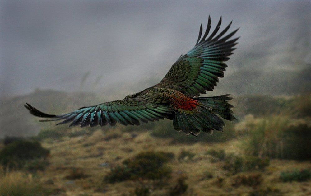 Полет в непогоду