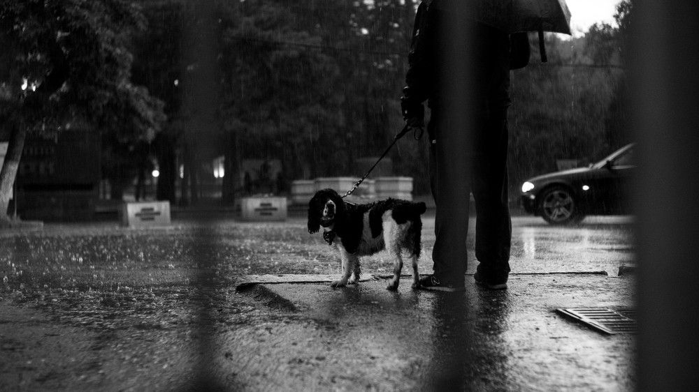 жил был пес