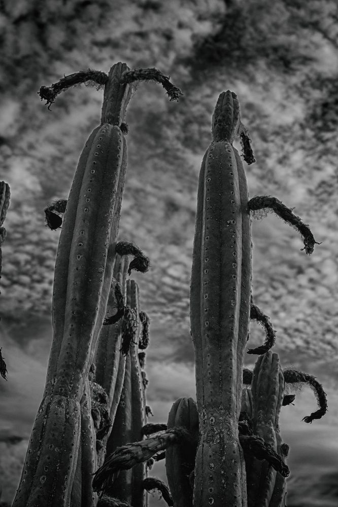 День Триффидов. Они уже здесь...