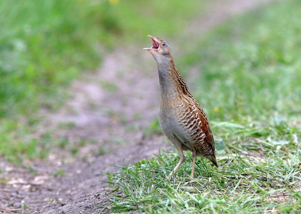 Залитый солнечным восторгом,кричит за речкой коростель....
