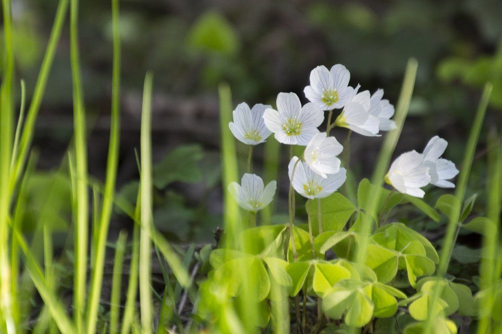 Заячья капуста