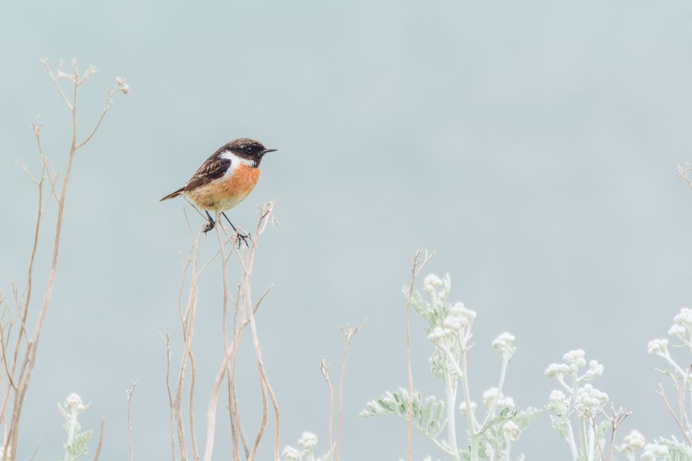 Черноголовый чекан