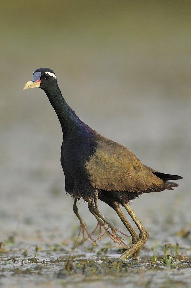 mother Jacana and her chicks