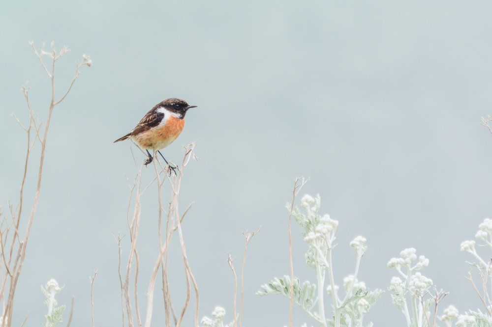 Черноголовый чекан