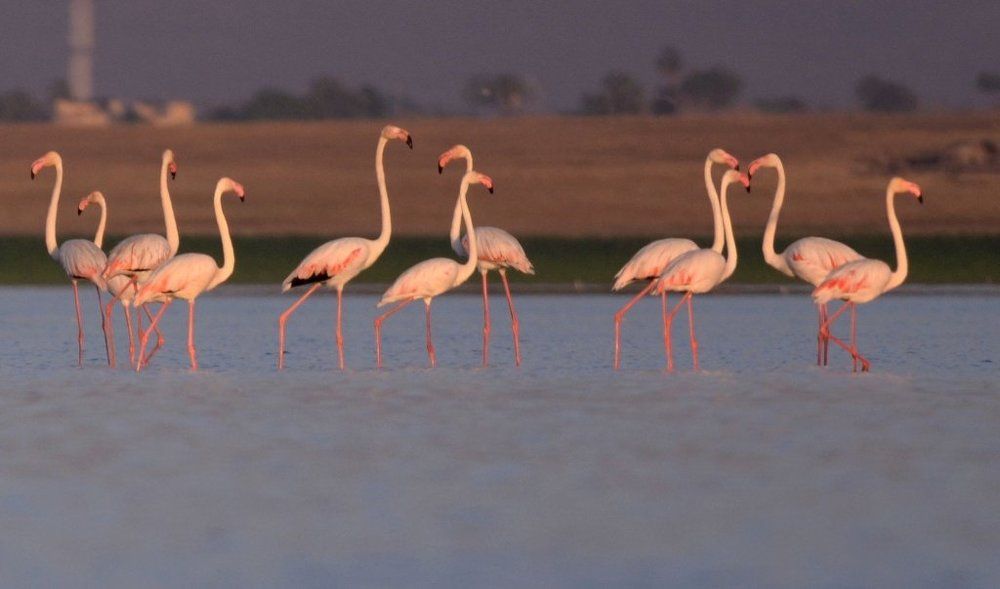 Family Flamingo