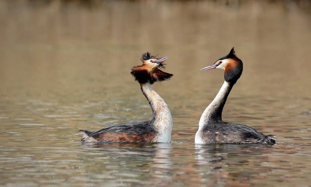 Танец любви.