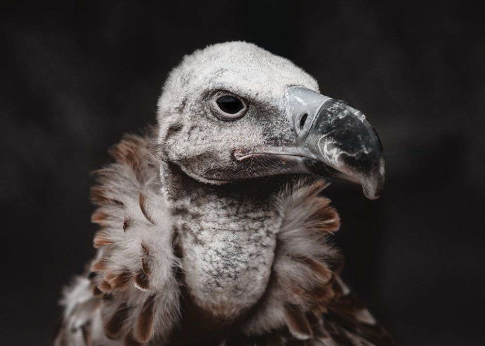 Vulture