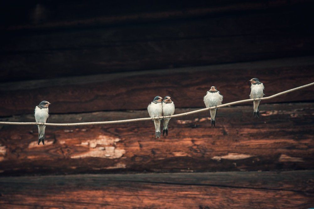 Ласточки под крышей