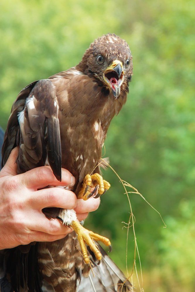 Канюк молодой