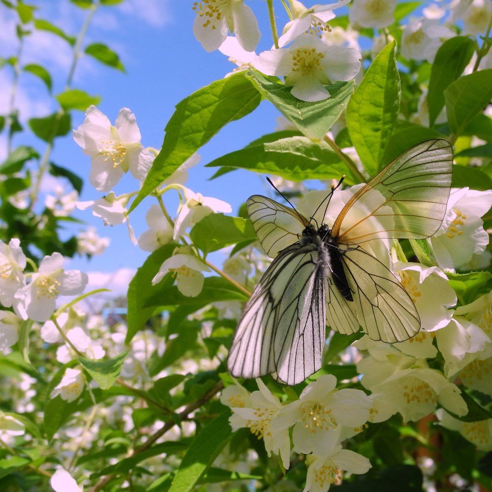 Аромат любви