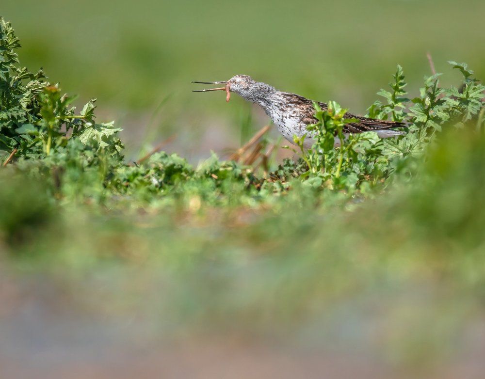 Сочный обед