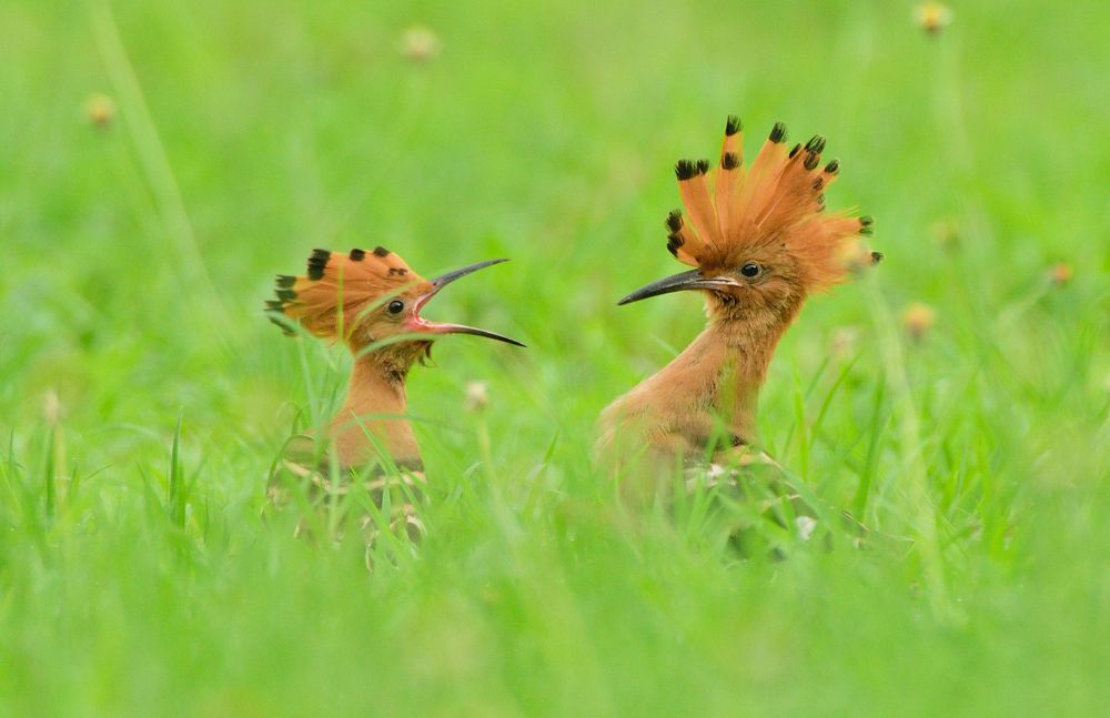 Photograph by Phuot Tran