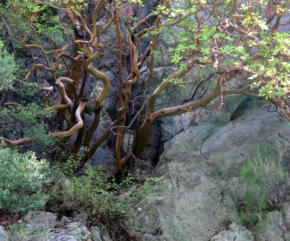 В ожидании ночной охоты